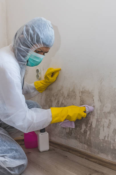 Best Indoor Air Quality Assessment  in Dland, MI
