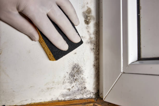  Dland, MI Mold Removal Pros